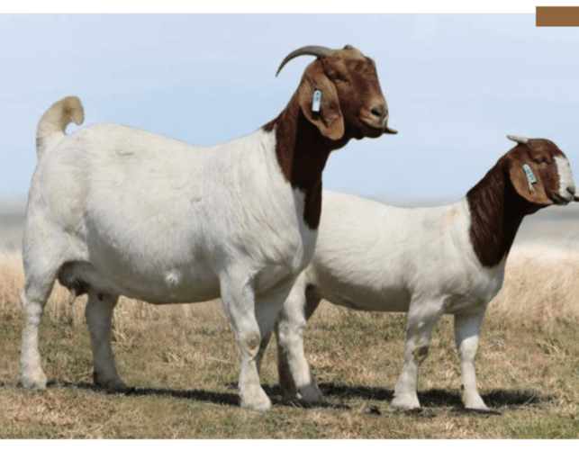 Screenshot-2024-06-14-at-09.08.12-1024x543