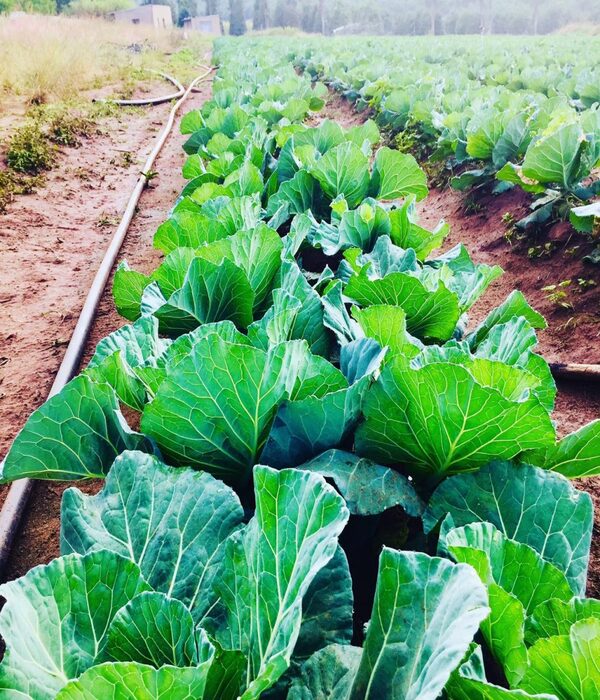 whatsapp-image-2019-05-26-at-21.47.10-1024x1024